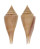 CONIDAE CONUS INSCULPTUS shell