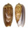 OLIVIDAE OLIVA HIRASEI shell
