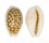 CYPRAEIDAE CYPRAEA CRIBRARIA TOLIARENSIS shell
