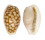 CYPRAEIDAE CYPRAEA CRIBRARIA TOLIARENSIS shell