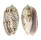 OLIVIDAE OLIVA BULBOSA shell