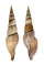 VOLUTIDAE CALLIOTECTUM JOHNSONI shell