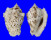 STROMBIDAE STROMBUS LENTIGINOSUS shell