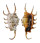 STROMBIDAE LAMBIS SCORPIO shell