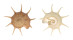 TURBINIDAE GUILFORDIA SUPERBA shell