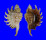 STROMBIDAE LAMBIS MILLEPEDA shell