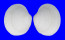 LUCINIDAE CODAKIA TIGERINA shell