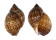 TONNIDAE TONNA PERDIX shell