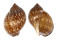 TONNIDAE TONNA PERDIX shell