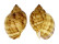 TONNIDAE TONNA  CHINENSIS shell