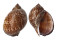 TONNIDAE TONNA PERDIX shell
