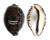 CYPRAEIDAE CYPRAEA TIGRIS shell