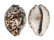 CYPRAEIDAE CYPRAEA TIGRIS shell