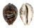 CYPRAEIDAE CYPRAEA TIGRIS shell