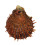 SPONDYLIDAE SPONDYLUS SWINNENI shell
