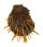 SPONDYLIDAE SPONDYLUS ECHINATUS ZONALIS shell