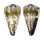 CONIDAE CONUS DISTANS CHINOI shell