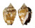 STROMBIDAE STROMBUS PIPUS shell