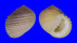 NERITIDAE NERITA PLICATA shell