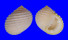 NERITIDAE NERITA PLICATA shell