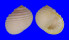 NERITIDAE NERITA PLICATA shell
