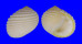 NERITIDAE NERITA PLICATA shell