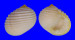 NERITIDAE NERITA PLICATA shell