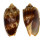 VOLUTIDAE CYMBIOLA VESPERTILIO shell