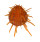 SPONDYLIDAE SPONDYLUS REGIUS shell