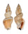 STROMBIDAE STROMBUS URCEUS shell