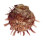 SPONDYLIDAE SPONDYLUS VARIEGATUS shell