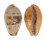 CYPRAEIDAE ERRONEA WALKERI WALKERI shell