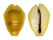 CYPRAEIDAE MONETARIA MONETA shell