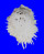 SPONDYLIDAE SPONDYLUS NICOBARICUS CILIATUS shell