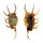 STROMBIDAE LAMBIS SCORPIO shell
