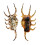 STROMBIDAE LAMBIS SCORPIO shell