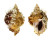 BURSIDAE TUTUFA OYAMAI shell