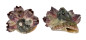 TROCHIDAE TROCHUS MACULATUS shell