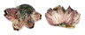 TROCHIDAE TROCHUS MACULATUS shell