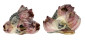 TROCHIDAE TROCHUS MACULATUS shell