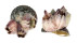 TROCHIDAE TROCHUS MACULATUS shell