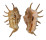 STROMBIDAE LAMBIS LAMBIS shell