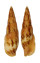 MITRIDAE MITRA INCOMPTA shell