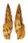 MITRIDAE MITRA INCOMPTA shell