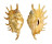 STROMBIDAE LAMBIS WHEELWRIGHTI shell