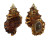 BURSIDAE TUTUFA RUBETA shell
