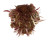 SPONDYLIDAE SPONDYLUS OCELLATUS shell