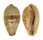 CYPRAEIDAE ERRONEA WALKERI WALKERI shell
