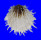 SPONDYLIDAE SPONDYLUS ALBIBARBATUS shell