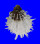 SPONDYLIDAE SPONDYLUS ALBIBARBATUS shell